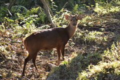 Axis porcinus porcinus