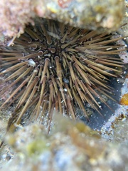 Heliocidaris
