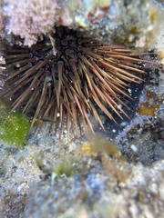 Heliocidaris