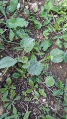 Ranunculus asiaticus
