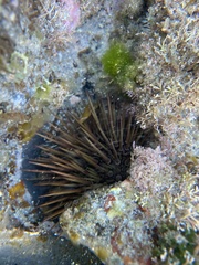 Heliocidaris