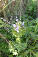 Salvia verbenaca