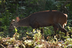 Axis porcinus porcinus