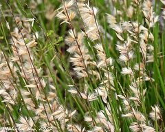 Melica decumbens