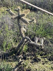 Cylindropuntia