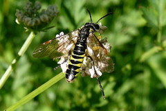 Tenthredo arcuata