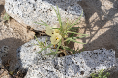 Mohavea confertiflora