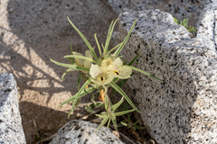 Mohavea confertiflora