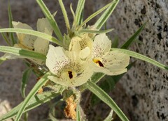 Mohavea confertiflora