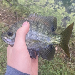 Lepomis macrochirus purpurascens