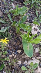 Eminium spiculatum