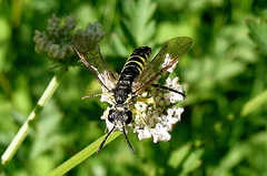 Tenthredo arcuata