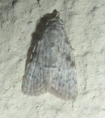 Nola phaeocraspis