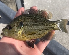 Lepomis punctatus
