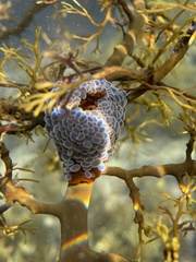 Phlyctenactis tuberculosa
