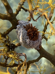 Phlyctenactis tuberculosa