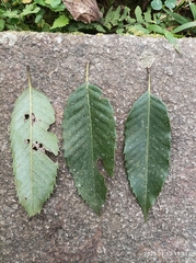 Quercus stenophylloides