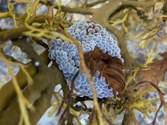 Phlyctenactis tuberculosa