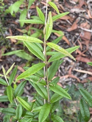 Oxylobium arborescens