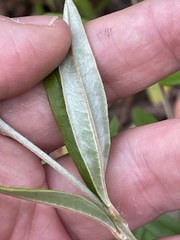 Oxylobium arborescens