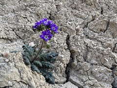 Phacelia crenulata ambigua
