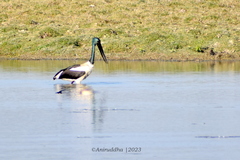 Ephippiorhynchus asiaticus