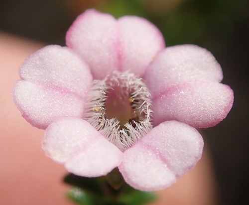 Image of Euchaetis albertiniana by (c) Nicola van Berkel, some rights reserved (CC BY-SA)
