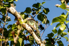 Chrysococcyx lucidus lucidus