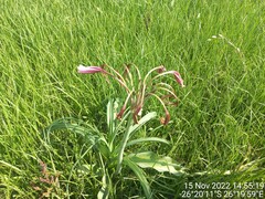 Crinum bulbispermum