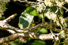 Carduelis carduelis britannica