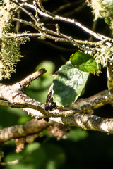 Carduelis carduelis britannica