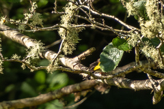 Carduelis carduelis britannica