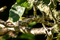 Carduelis carduelis britannica