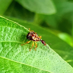 Apoderinae