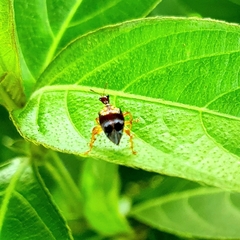 Apoderinae