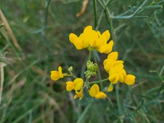 Coronilla juncea