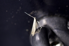 Coleophora striatipennella