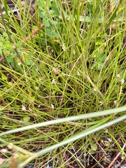 Eleocharis gracilis