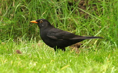 Turdus merula