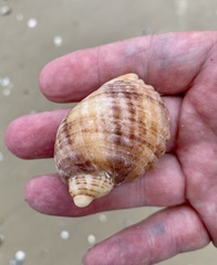 Dicathais orbita