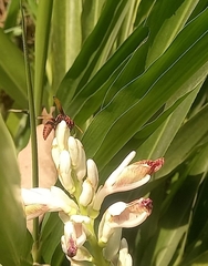 Rhynchium