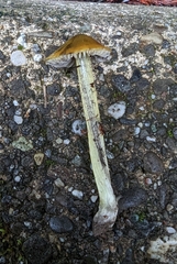 Hygrocybe