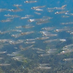 Atherinomorus vaigiensis