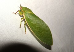 Cystosoma saundersii