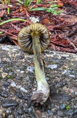 Hygrocybe