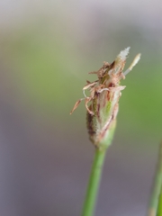 Eleocharis gracilis