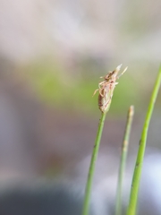 Eleocharis gracilis