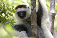 Propithecus verreauxi