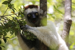 Propithecus verreauxi