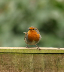 Erithacus rubecula